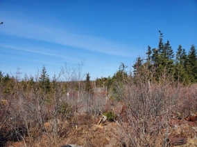 Land only  - Rocky's Lane